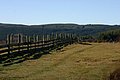 IMG_2865.jpg