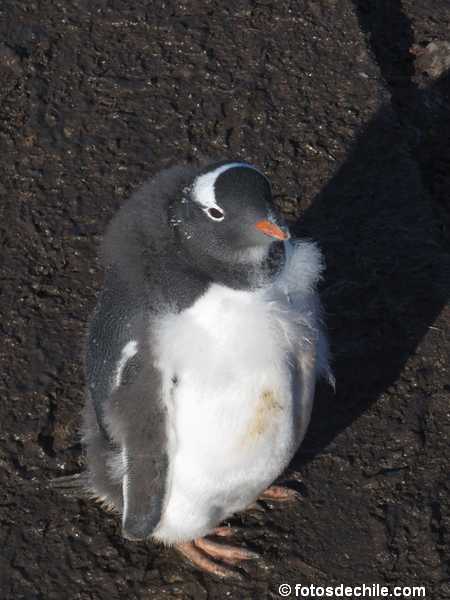 antartica-1.jpg