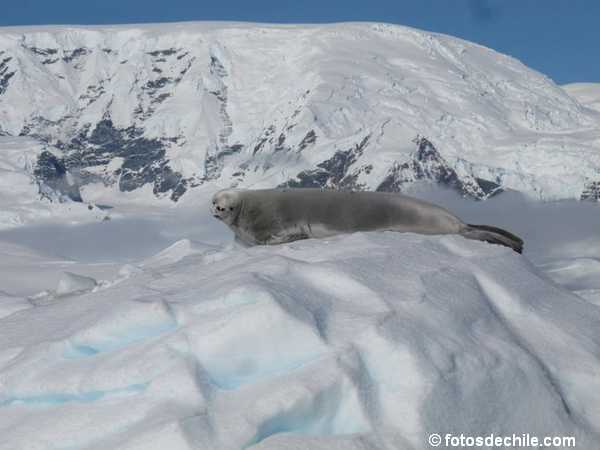antartica-10.jpg