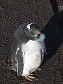 antartica-1.jpg