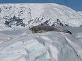 antartica-10.jpg
