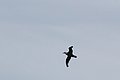 dsc_00360036.JPG