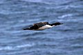 dsc_01030103.JPG