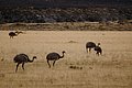 DSC_0121.JPG