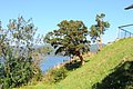 DSC_1584.JPG
