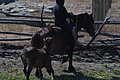 DSC_0076.JPG