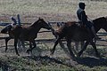 DSC_0080.JPG
