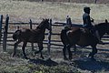 DSC_0081.JPG