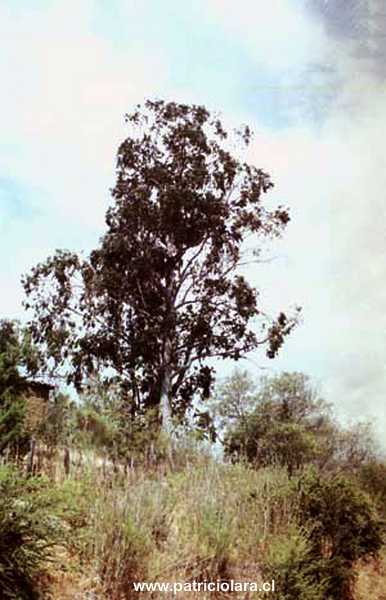 6a.jpg